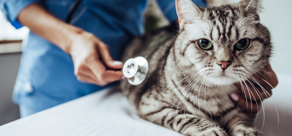Veterinär-Akupunktur für Kleintiere